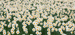 Daffodils