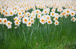 Daffodils