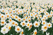 Daffodils