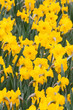 Daffodils