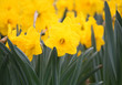 Daffodils