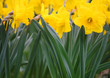 Daffodils