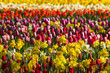 Background with spring flowers