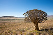 Quiver Tree Landscape