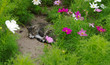 Stray cat is sleeping in between flowers in a public park