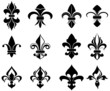 Royal lily