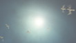 Video: Birds Flying Against the Sun Loop Birds Flying Against the Sun Loop