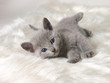 ロシアンブルーの子猫