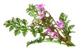 Stork's Bill Wild Flower