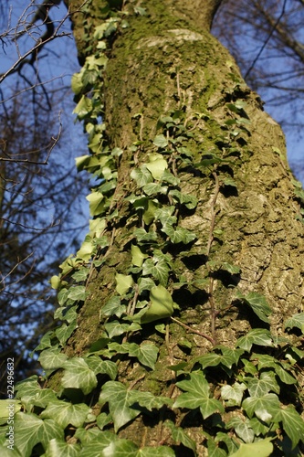 Foto: Efeubewachsener Baum Efeubewachsener Baum
