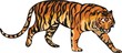 The orange tiger lays. Big cats.