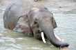 an elephant eating a coconut at the pond an elephant eating a coconut at the pond