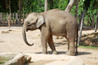 an elephant at the wildlife park an elephant at the wildlife park
