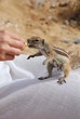 Passing the nut