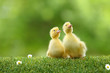 petit canard qui découvre la vie