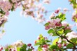 Spring flower Spring flower