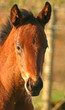 Portrait of a bay thoroughbred foal