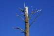 Árbol seco