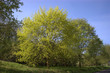 Bäume im Frühling