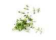 thyme isolated