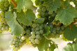wein