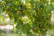 wein