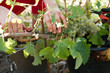 weinernte