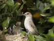 fauvette et ses petits