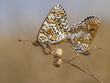 accouplement de papillons