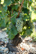 wein