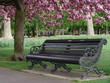 Park bench with pink flowering trees in Greenwich Park Park bench with pink flowering trees in Greenwich Park