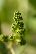 weinblüte