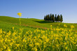 Tuscany landscape