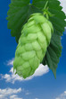 hopfendolde