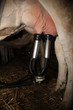 pis de vache