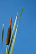 reed