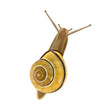 snail