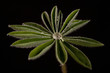 Drops of dew on leaves.