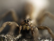 araignée