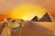 Trip to pyramid
