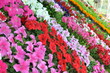 colorful flowers ready for distribution colorful flowers ready for distribution