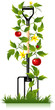 garden fork and tomato