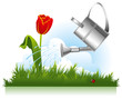 garden watering