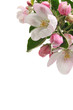 Apple Blossoms.