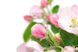 Apple Blossoms.
