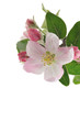 Apple Blossoms.