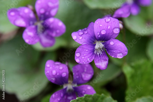 Photo: Wet Purple Violets Wet Purple Violets