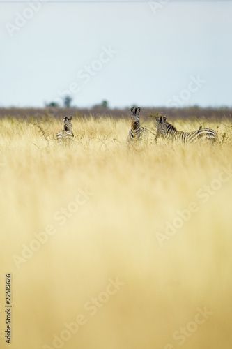 Photo: zebra zebra