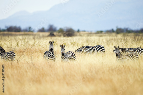 Photo: Wild Zebra Herd Wild Zebra Herd