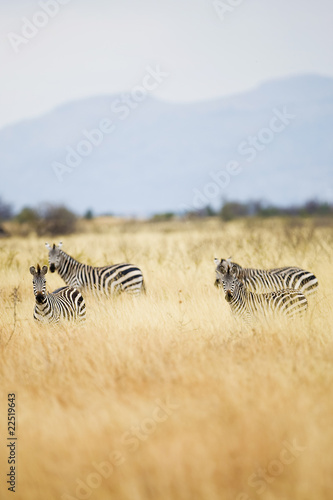Photo: Zebra Herd Zebra Herd